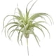 thumbnail image 3 of Tillandsias, bromelias y plantas aéreas artificiales sin macetas para decoración de interiores Suculentas artificiales en paquete de 2, 3 of 6