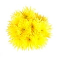 thumbnail image 3 of Yellow Spider Mums - Fresh Cut Flowers - 50 Stems - Chrysanthemum - by Bloomingmore, 3 of 9