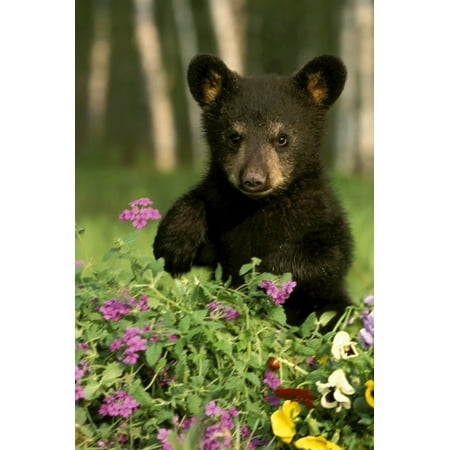 Captive Black Bear Cub Playing In Flowers Minnesota Canvas Art - Michael DeYoung  Design Pics (11 x