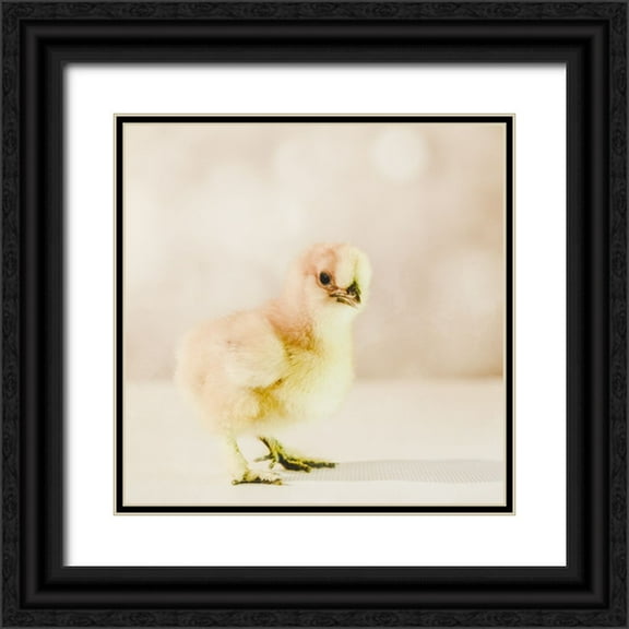 LightBoxJournal 12x12 Black Ornate Wood Framed with Double Matting Museum Art Print Titled - Baby Chicken 01