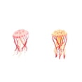 thumbnail image 1 of 2 Uds Modelo de Medusas Del Modelo Juguete de Aprendizaje Macarena Medusas simuladas, 1 of 8