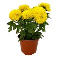 thumbnail image 1 of crisantemo natural verde 5 pulgadas, 1 of 7