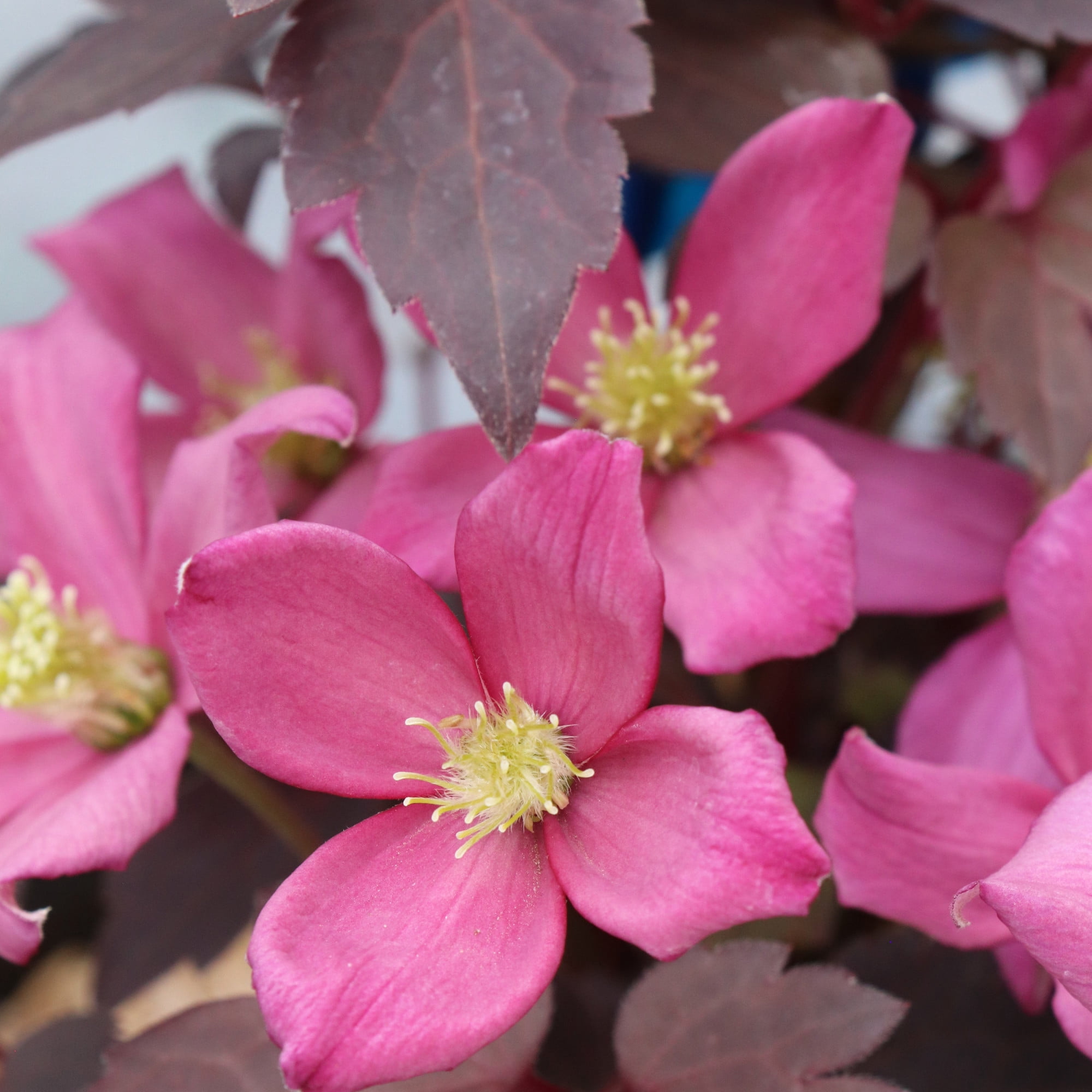 Proven Winners ColorChoice 5" Pink Moongate Mocha Anemone Clematis Live Plant in 4.5" Pot (4 Count)