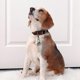 thumbnail image 5 of Extra Loud Pair Of Cat And Dog Bells Durable Brass Bells For Pets Collar Charm Pendant Bells, 5 of 5