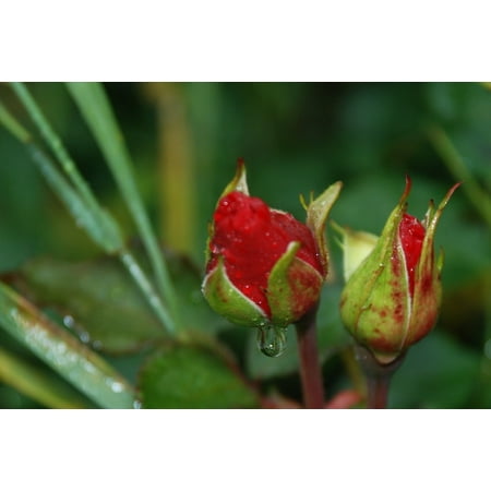 Pink Rose Bud Print - LAMINATED POSTER Pomponella Bud Roses Floribunda Rose Flower Pink Poster Print 24 x 36