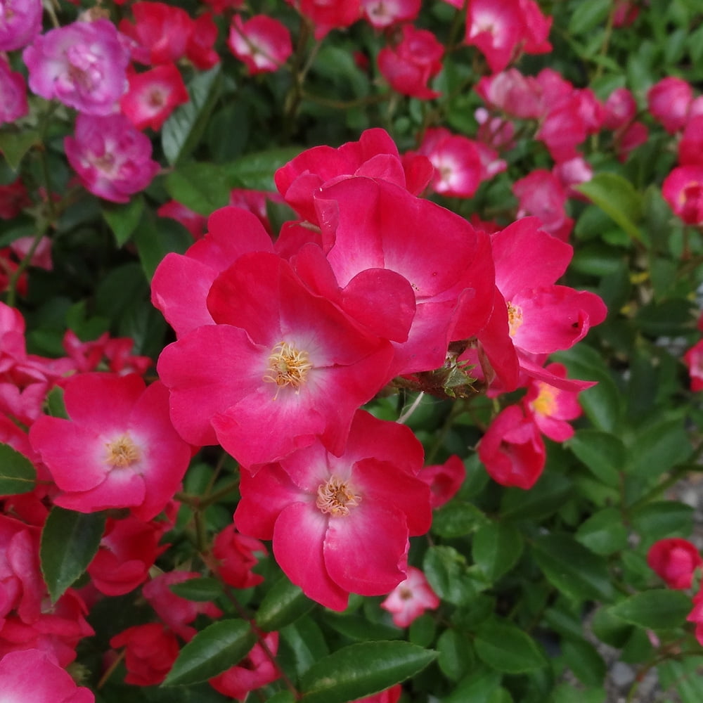 Heirloom Roses Vif Eclat Hybrid Musk Rose Plant