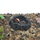 thumbnail image 3 of Plato de comida para reptiles Unique Bargains de resina, plato de comida para lagartos, tazón de agua para tortugas 3.54"x3.54"x0.98" Negro, Gris, 3 of 6