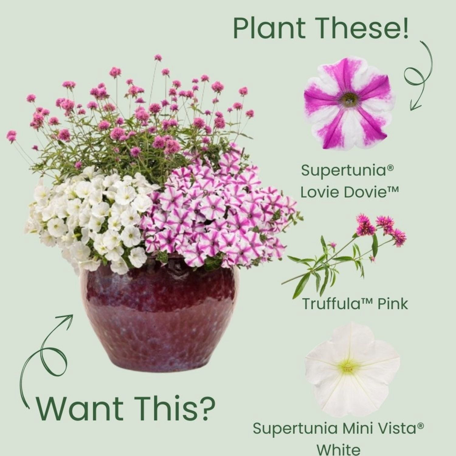 Proven Winners 4" Pink Supertunia Lovie Dovie Petunia Live Plant in 4.25" Pot (4 Count)