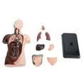 thumbnail image 2 of Human Body Model, Lifelike 8 Detachable Organs Anatomy Figure  for Science Classroom, 2 of 7