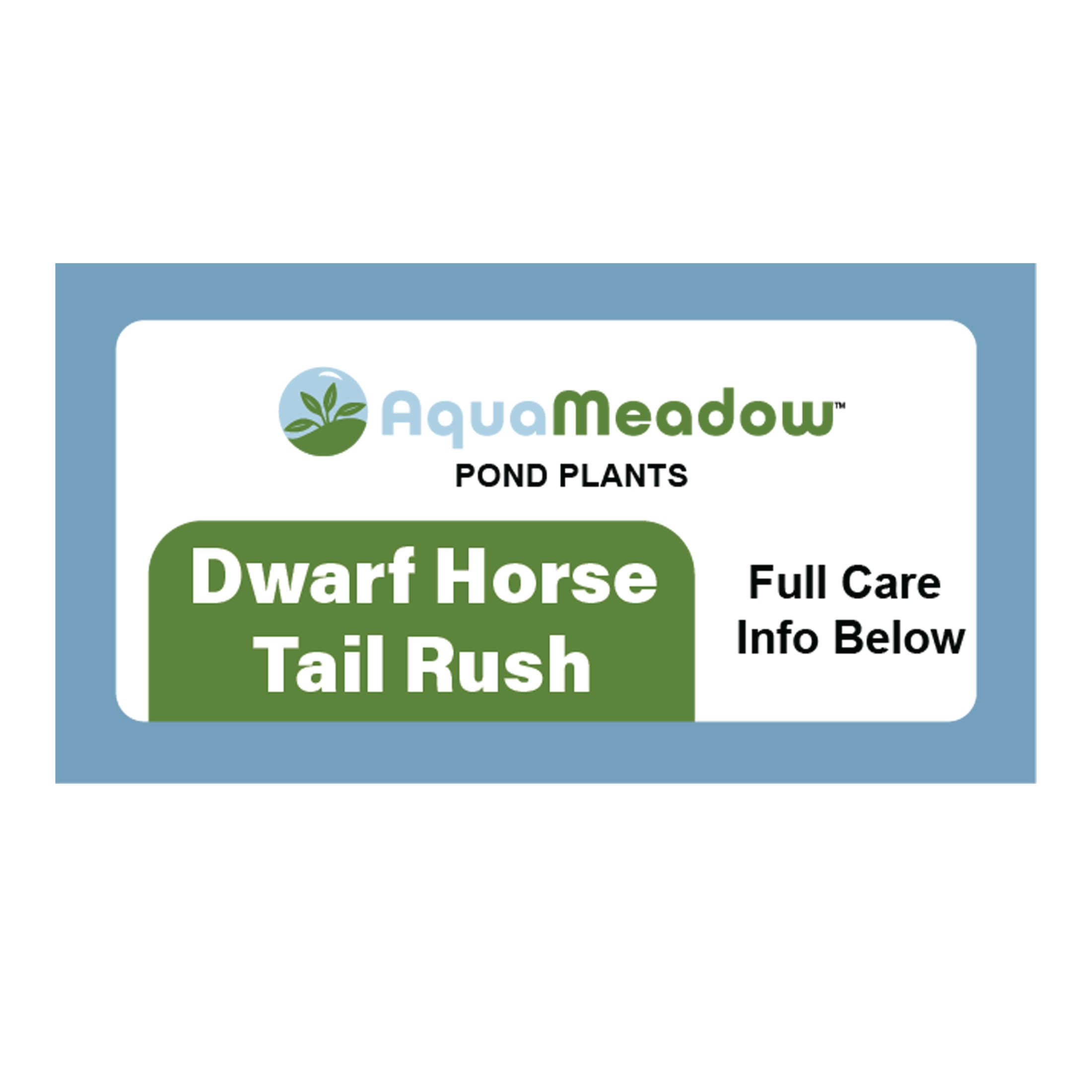 AquaMeadow Dwarf Horse Tail Rush Potted Reg 3pk