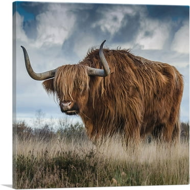 ARTCANVAS Long Hair Bull Home Decor Square Canvas Art Print - Size: 18" x 18" (0.75" Deep)