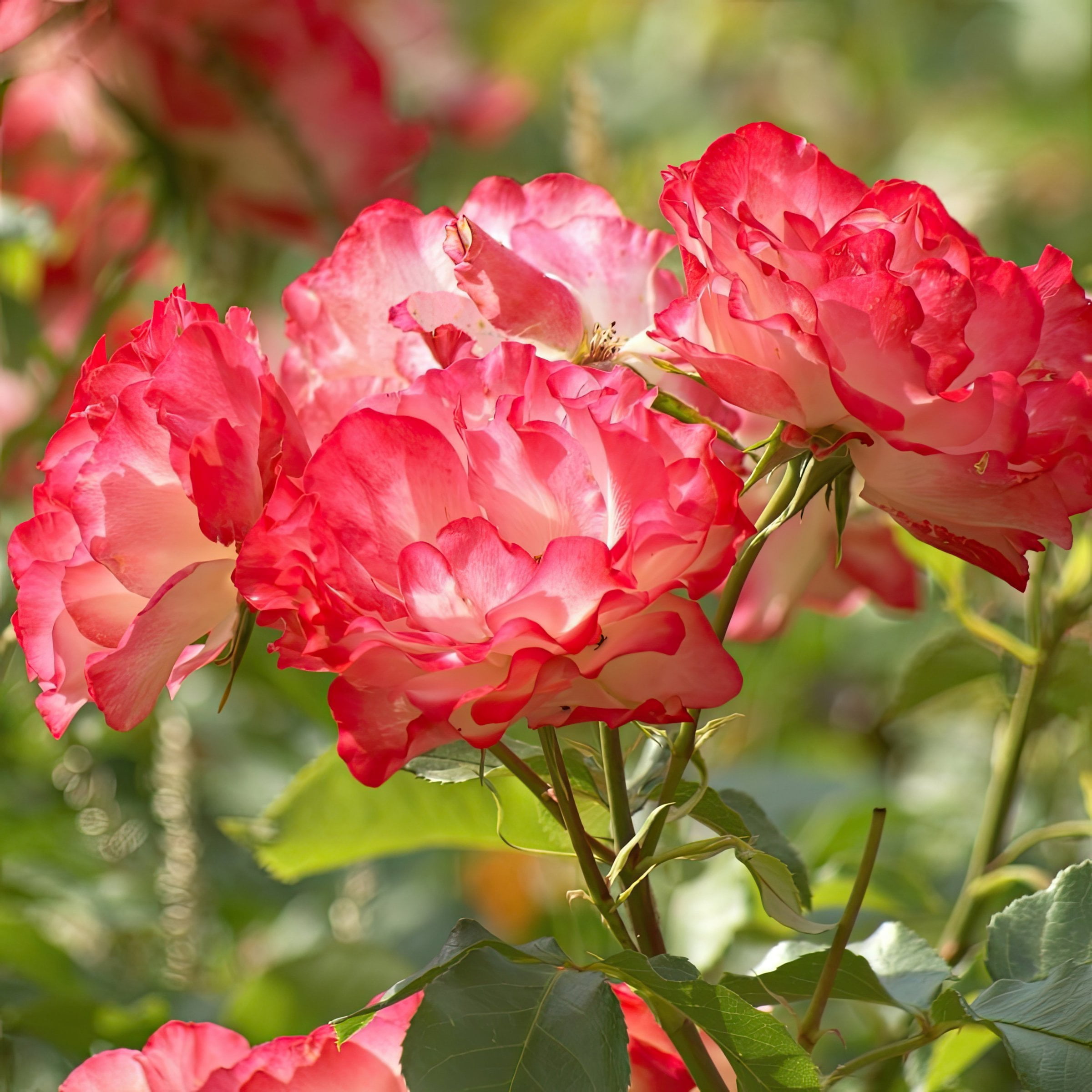 Bare Root Cherry Parfait Rose with Multicolor Flowers (2-Pack)