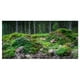 Roches et Collines de Forêt Profonde Sauvage - Toile de Paysage Art Imprimer – image 2 sur 3