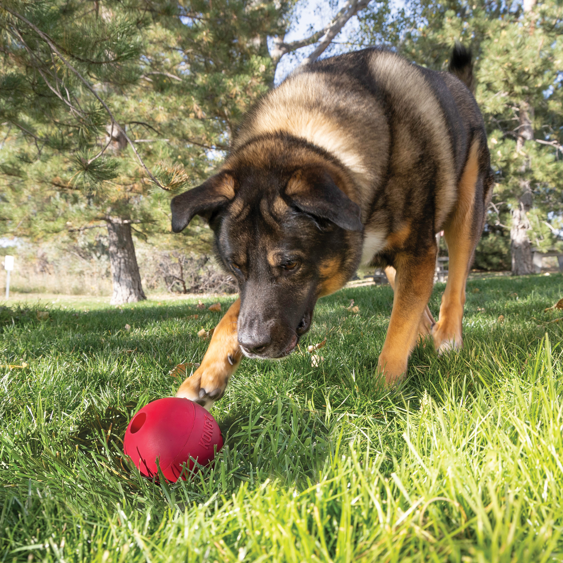 KONG® Ball Puncture Resistant Dog Toy for Average Chewers, Large, for Dogs 60-90 lbs