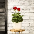thumbnail image 5 of Better Homes & Gardens 1.5PT Multicolor Geranium Bullseye Red Live Annual Plant Sun, 5 of 8
