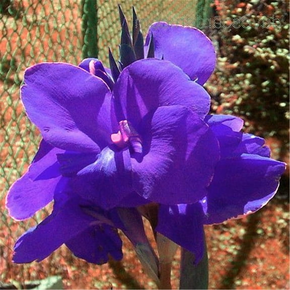 Canna,  Low Maintenance -Excellent Display, Easy Grow - Ideal for Beds Borders, Plant Pots & Planters.