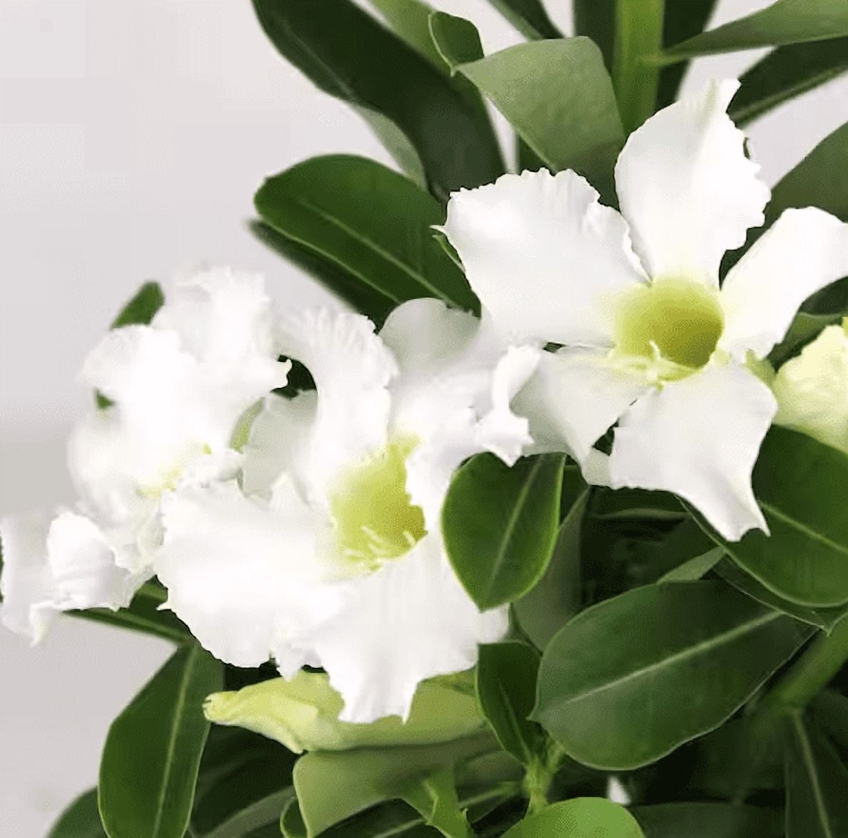 Set 2 White Desert Rose Live Plants 4-6 Inch Tall, Adenium Obesum Plants, White Flowering Succulent for Indoor Outdoor