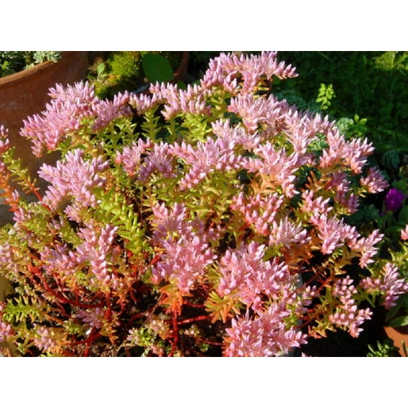 50 SEASTAR / WIDOWS Cross SEDUM Sea Star Stonecrop Sedum Pulchellum Flower Seeds
