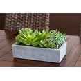 thumbnail image 5 of Nearly Natural 6.5" Succulent Garden Artificial Plant with Concrete Planter, Green, 5 of 16