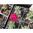 thumbnail image 2 of Daylily Nursery Frosty Fire Dianthus Live Plants in 3.5" Pots, 2 of 5