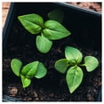 thumbnail image 5 of Everwilde Farms - 500 Siam Queen Basil Herb Seeds - Gold Vault Seed Packet, 5 of 5