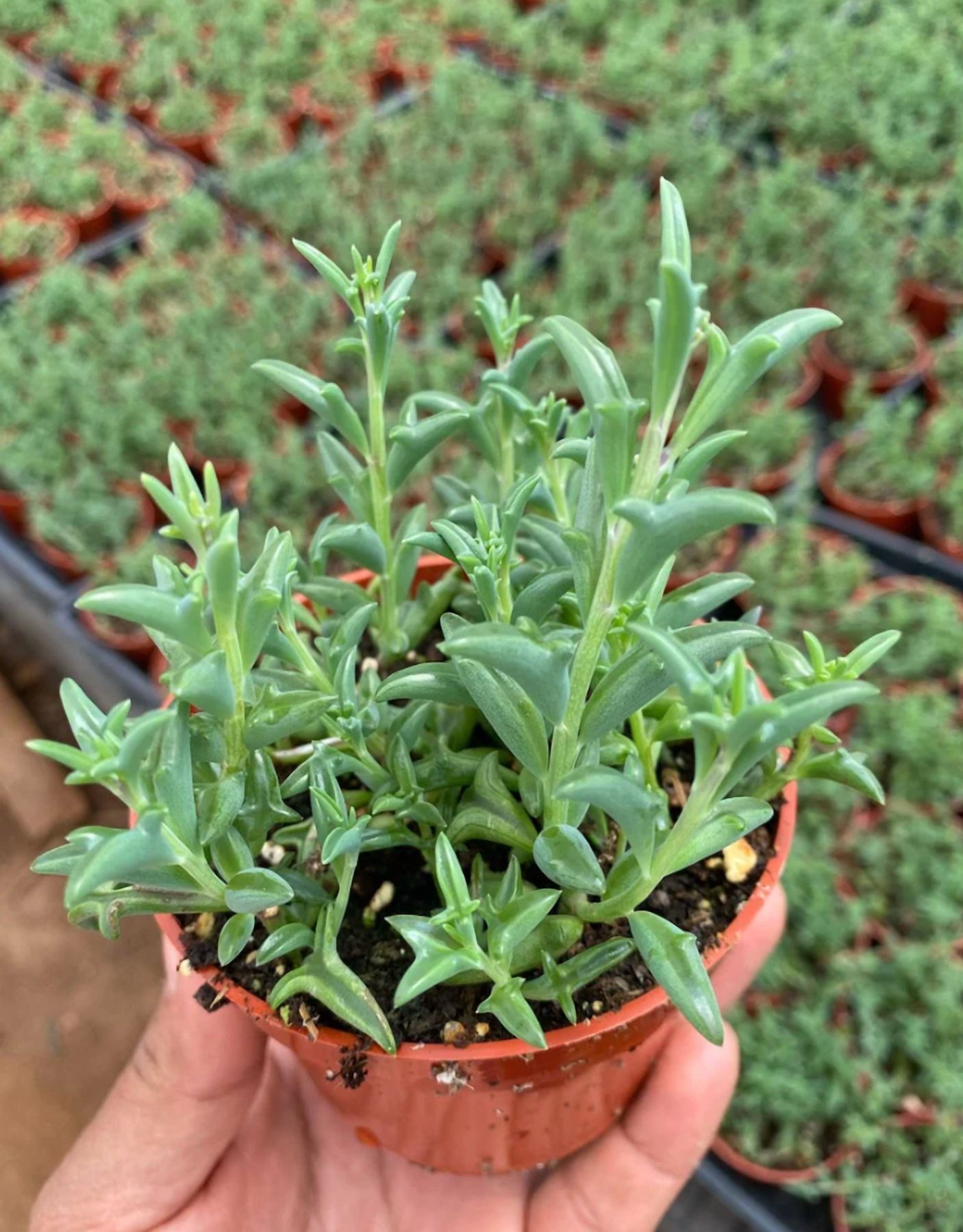 String Of Dolphins Plant Live for Planting - Dolphin Plant - Flying Dolphin Plant for Indoor Outdoor in 4 Inch Pot