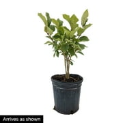 Minuet Lilac Deciduous Flowering Shrub, in a 1 gallon pot