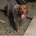thumbnail image 3 of Lishi Waterproof Dog Hooded Poncho, 3 of 5