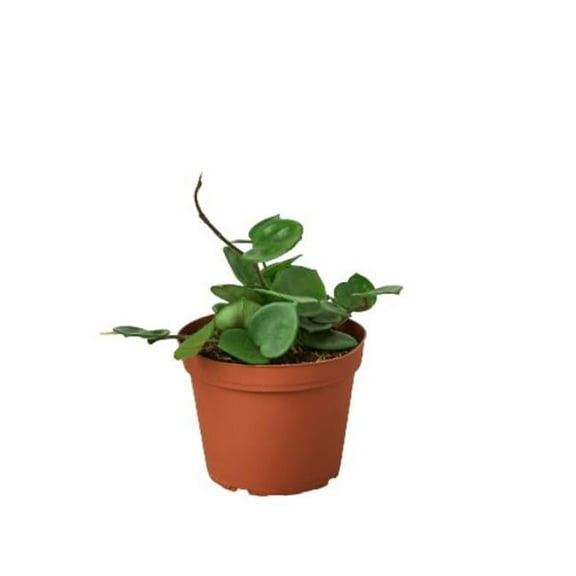 House Plant Dropship 6-HOYA-CHELSEA-NURSERY.POT 6 in. Hoya Carnosa Chelsea Nursery Pot