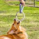 thumbnail image 3 of Juguete para Masticar Perros, Juguete de Cuerda, Juguete para Tirar, Regalo Interactivo para Masticadores Agresivos, Limpieza de Pascua, Limpieza de R , Colco Cuerda para masticar dientes., 3 of 8