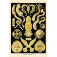 thumbnail image 2 of Haeckel, Ernst 17x24 Gold Ornate Wood Framed with Double Matting Museum Art Print Titled - Haeckel Nature Illustrations: Flatworms, 2 of 4