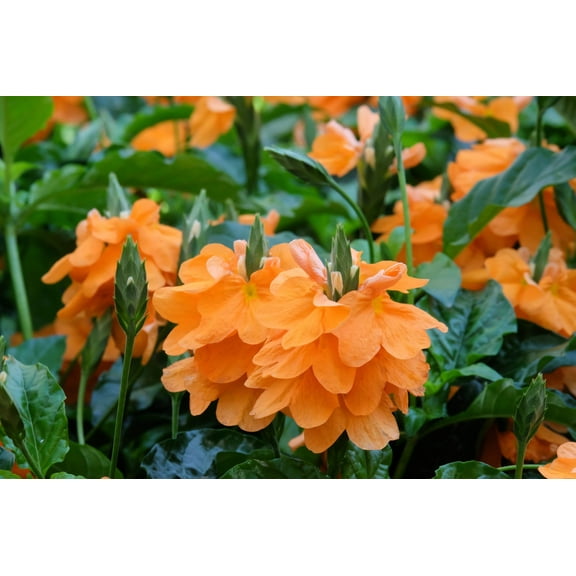 Seedville 10 Orange Marmalade Crossandra Flower Seed