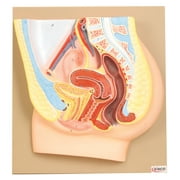 Eisco Labs Female Pelvis Model, Hand Painted