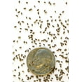 thumbnail image 3 of Anise Hyssop Seeds for Planting (500 Seeds) Stunning Wildflowers - Agastache foeniculum, 3 of 4