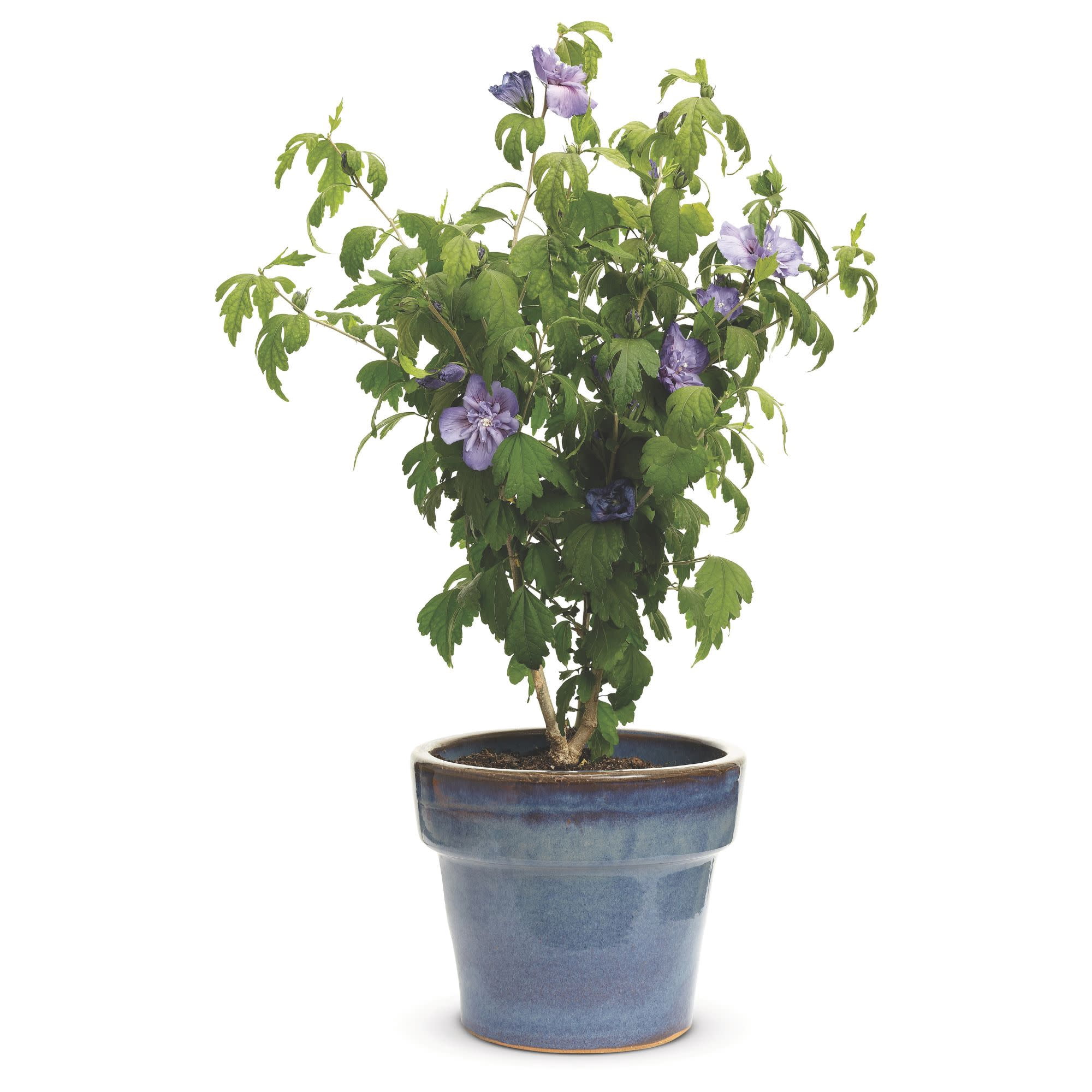 Proven Winners ColorChoice 5" Blue Chiffon Rose of Sharon Live Plant in 4.5" Pot (4 Count)