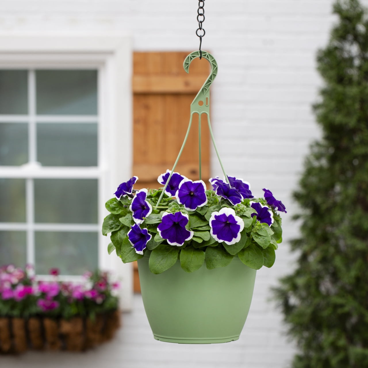 Expert Gardener 1.5gal Purple White Petunia Live Annual Plant Hanging Basket Sun