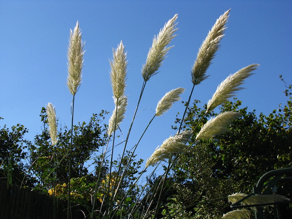 framed art for your wall pampas pampas grass sky plant grass 10x13