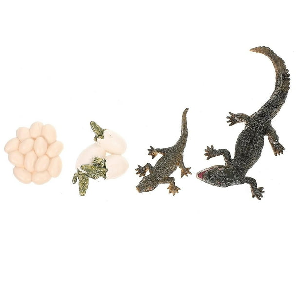 Figura del ciclo de vida del cocodrilo, accesorio de educación temprana, 1 Juego