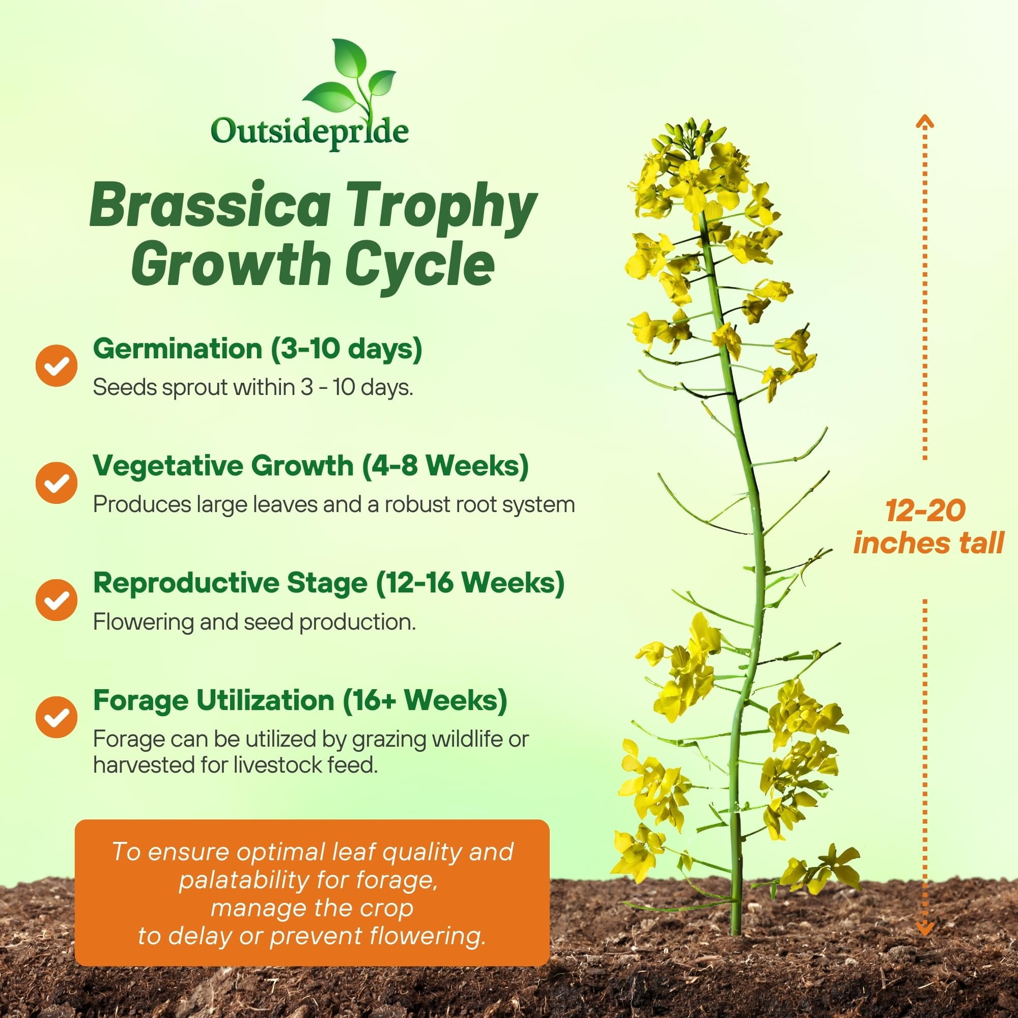 Outsidepride forage Rape Plant Seeds, Frost Resistant, High Protein