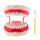 thumbnail image 1 of Modelo de Dientes de Demostración de de ñanza Agrandado 6x + Cepillo de Dientes Sunnimix Herramienta de enseñanza de los dientes, 1 of 7