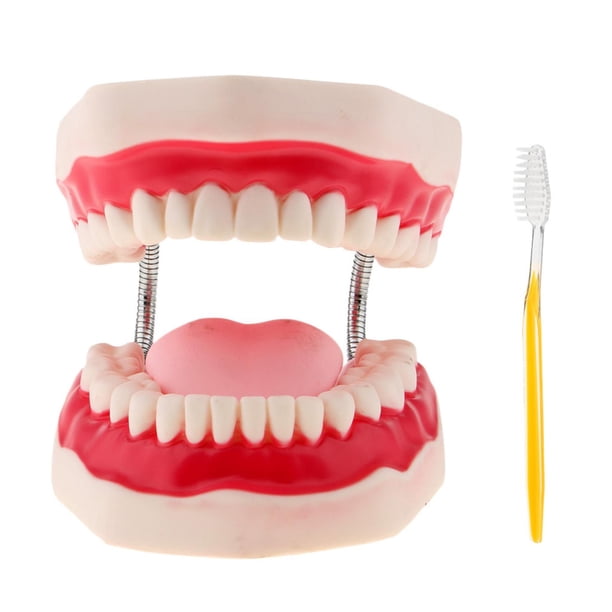 Modelo de Dientes de Demostración de de ñanza Agrandado 6x + Cepillo de Dientes Sunnimix Herramienta de enseñanza de los dientes
