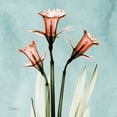thumbnail image 2 of Koetsier, Albert 12x12 Black Ornate Wood Framed with Double Matting Museum Art Print Titled - Daffodil Believe, 2 of 4
