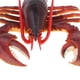 thumbnail image 5 of Simulación De Juguete Marine Creature Big Lobsters -2pcs Sunnimix Juguete de figuras de animales, 5 of 8