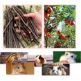 thumbnail image 2 of 250 g y 500 g de palitos de manzana naturales, animales pequeños, golosinas de madera molar, juguetes, chinchilla, conejillo de indias, hámster, conejo, jerbo, loro, conejito y animales pequ, 2 of 5