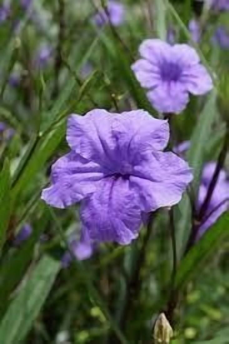 Mexican Petunia Purple I 1 Large Gallon Size Plant I Ruellia Brittoniana  Live Vibrant Purple Flowers, Drought and Heat Tolerant, Ideal for Garden Borders and Container Planting