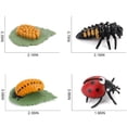 thumbnail image 3 of Modelo de ciclo de crecimiento, ciclo de vida realista, modelos animales, juguetes de imaginación infantil, herramienta de enseñanza y aprendizaje, 3 of 5