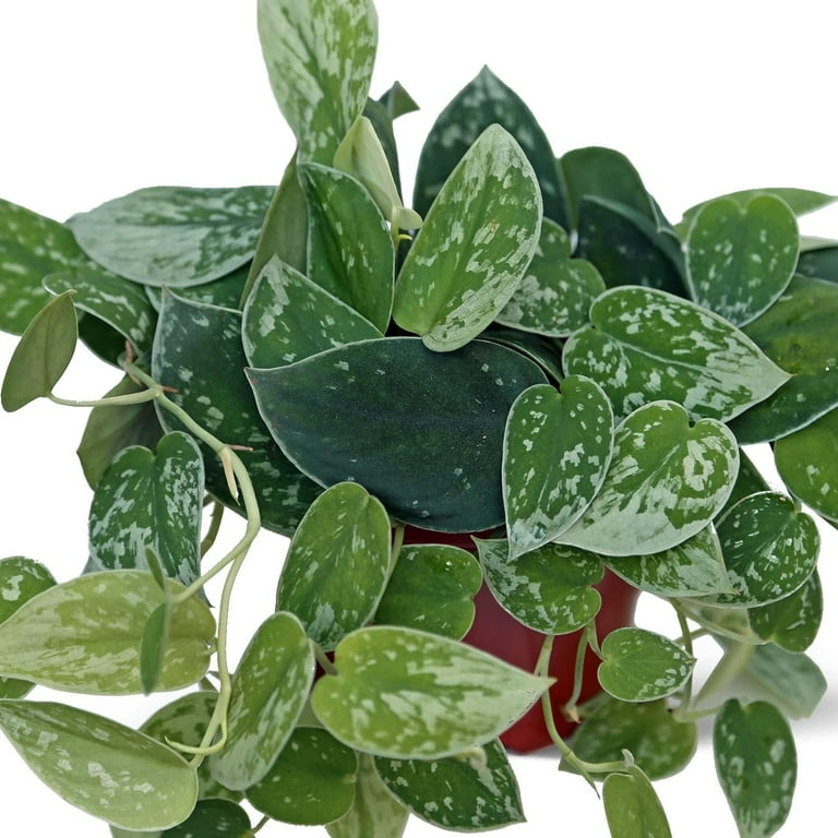 succulent subscription Korean Succulents Subscription – Springer Hobbies main image 1