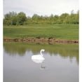 thumbnail image 2 of Flambeau Pond Swan Decoy,36 In. L,18 In. W 5889LO, 2 of 5
