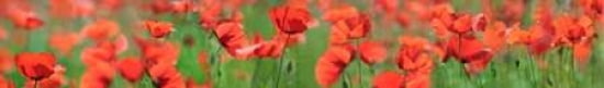 Poppy Scape Ii Canv
