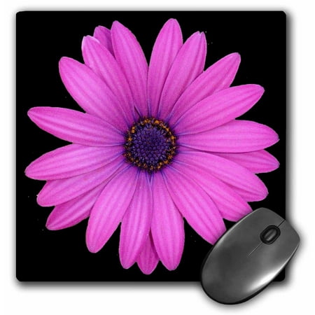3dRose African Daisy A photograph of a bright pink blue eyed daisy isolated on a black background, Mouse Pad, 8 by 8
